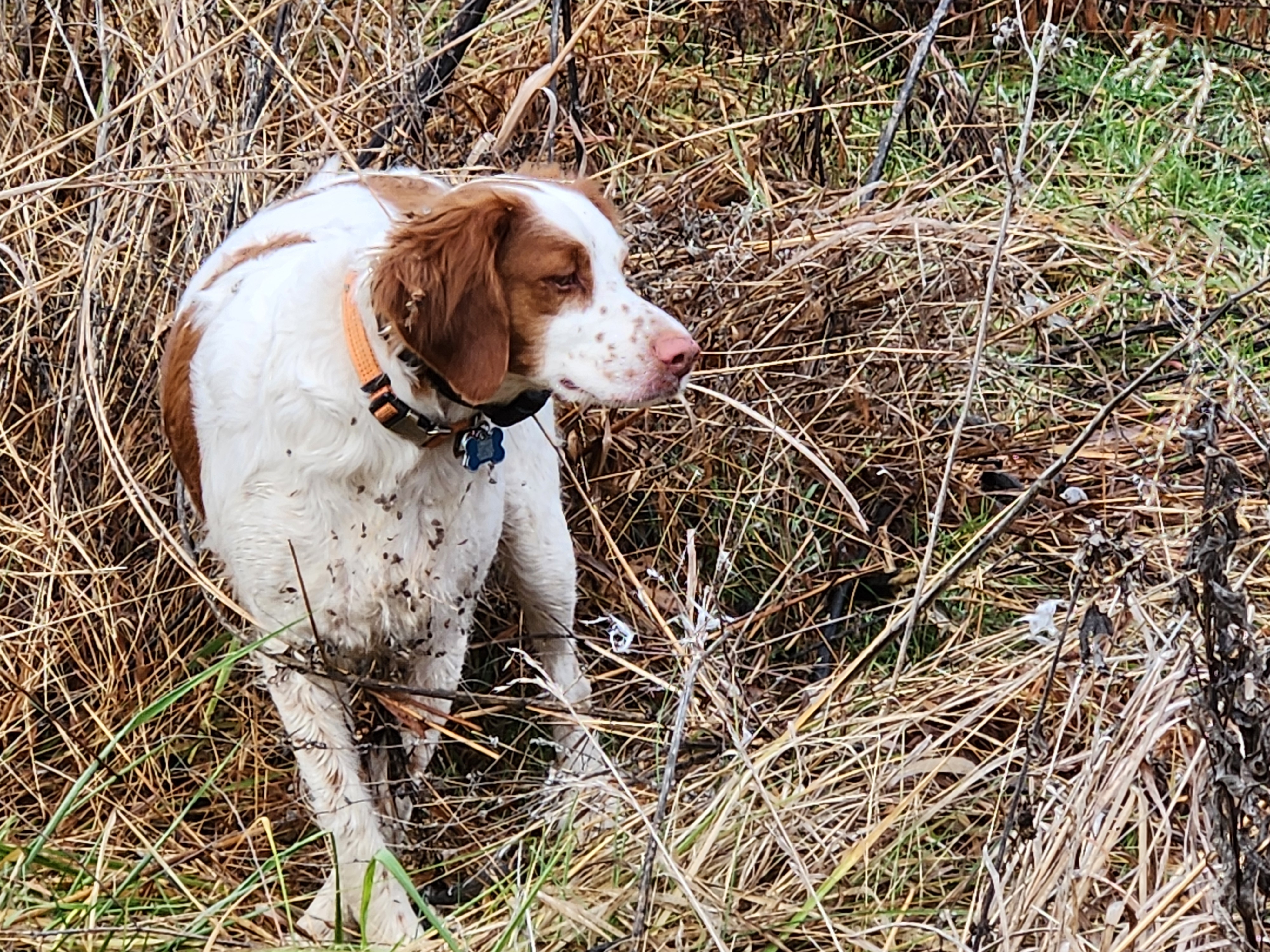 JACS BLACK CREEK DOODLE BUG